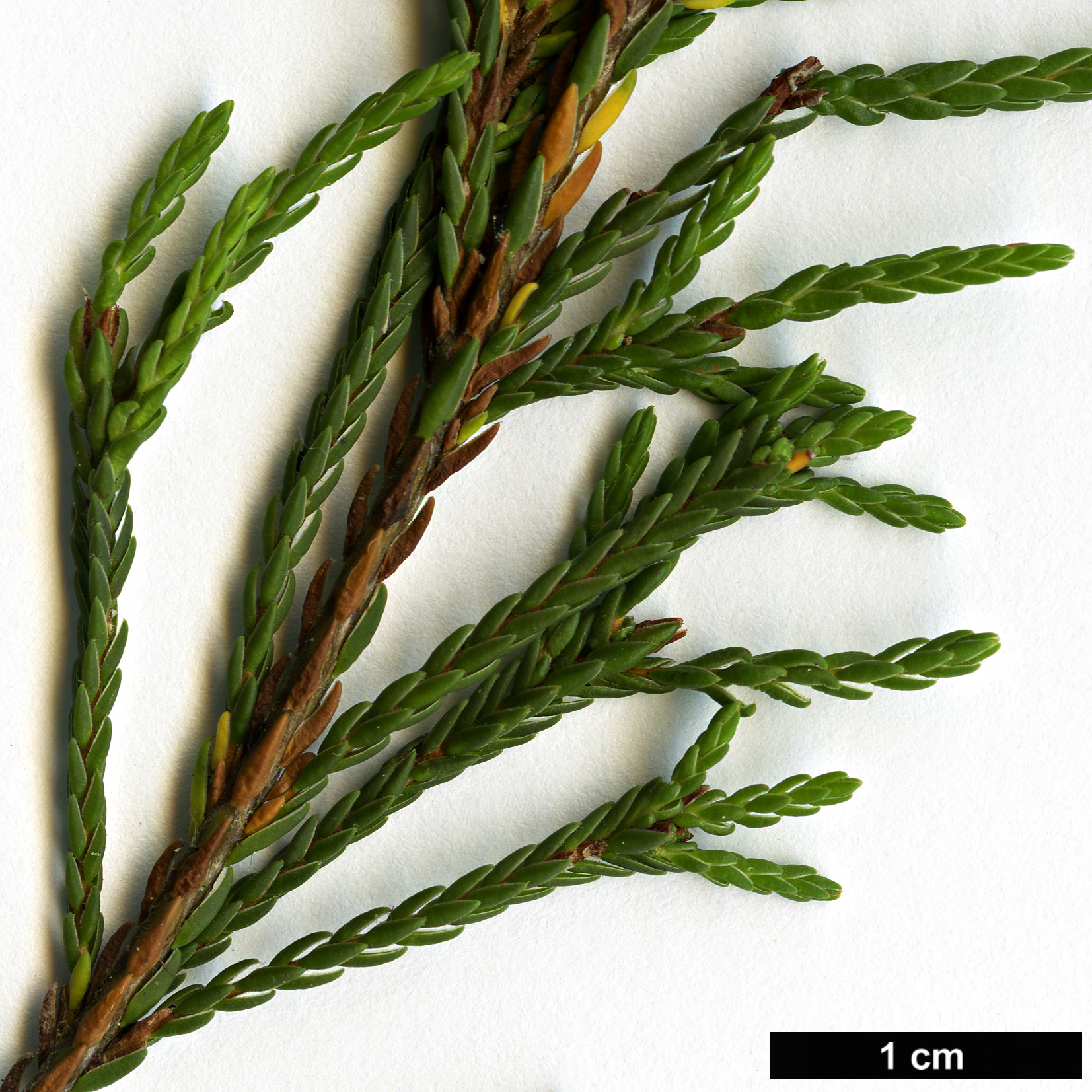 High resolution image: Family: Ericaceae - Genus: Cassiope - Taxon: mertensiana - SpeciesSub: subsp. californica